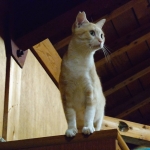 チャビちゃん (4).jpg